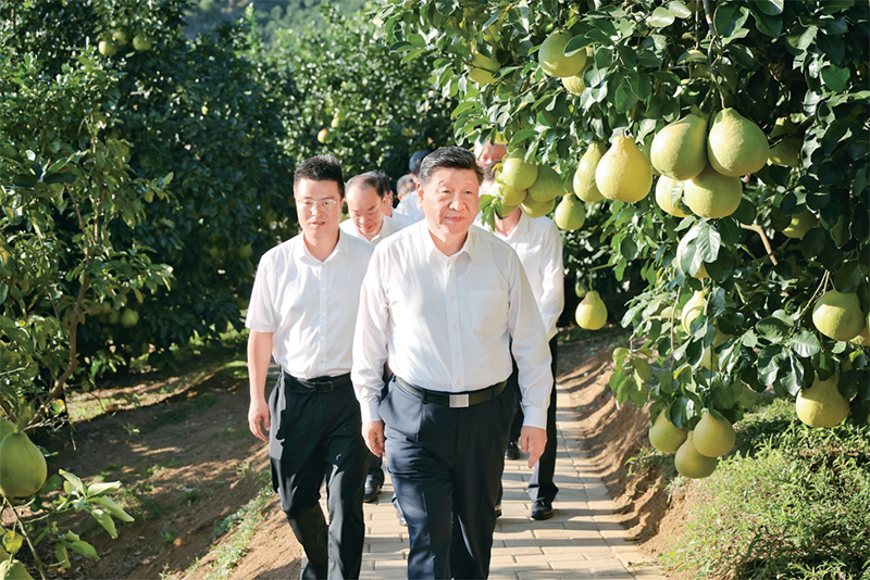 　　2025年11月7日至8日，中共中央總書記、國家主席、中央軍委主席習(xí)近平在廣東考察。這是7日下午，習(xí)近平在梅州市梅縣區(qū)雁洋鎮(zhèn)南福金柚種植基地考察。